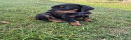 Dobermann dogs for sale: KC  reg Dobermann puppies  - Advert 12