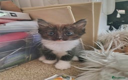 Ragdoll cats for sale: Kittens - Image 1