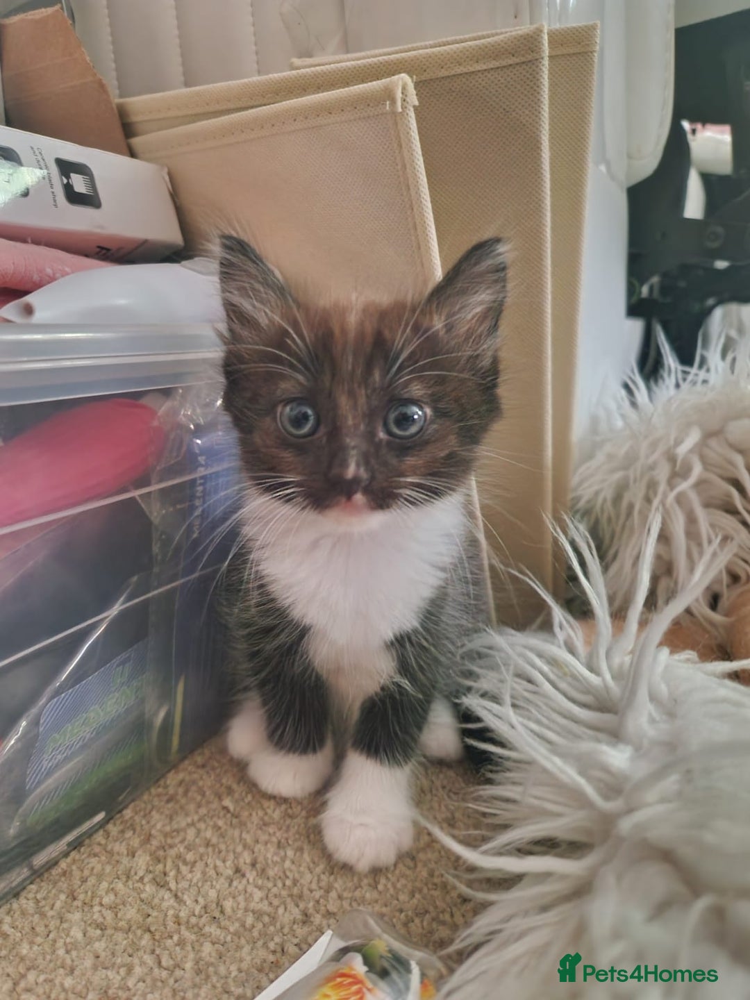 Ragdoll cats for sale: Kittens - Image 1
