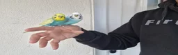 Budgerigars birds for sale: Super Silly hand tamed budgies  - Advert 16