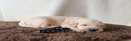 Golden Retriever dogs for sale: 🐾✨BEAUTIFUL GOLDEN RETRIEVER PUPS 🐾✨ in Maidstone - Advert 11