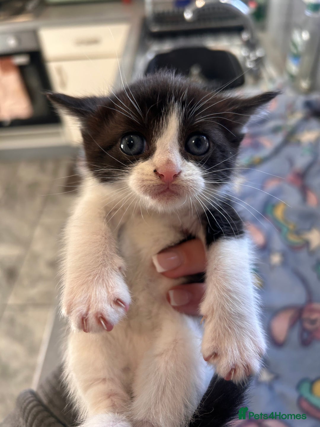 Ragamese cats for sale: 5 AMAZING BUNDLES OF JOY❤️❤️❤️PRICES VARY - Advert 6