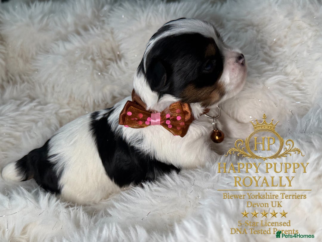 Biewer Terrier dogs for sale: BIEWER YORKIE PUPPIES 4 Available Licensed Breeder - Advert 10