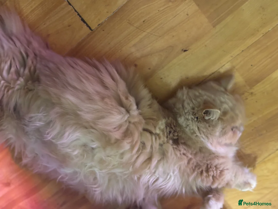 Munchkin cats for sale: Full Pedigree Munchkin Kittens - Advert 23