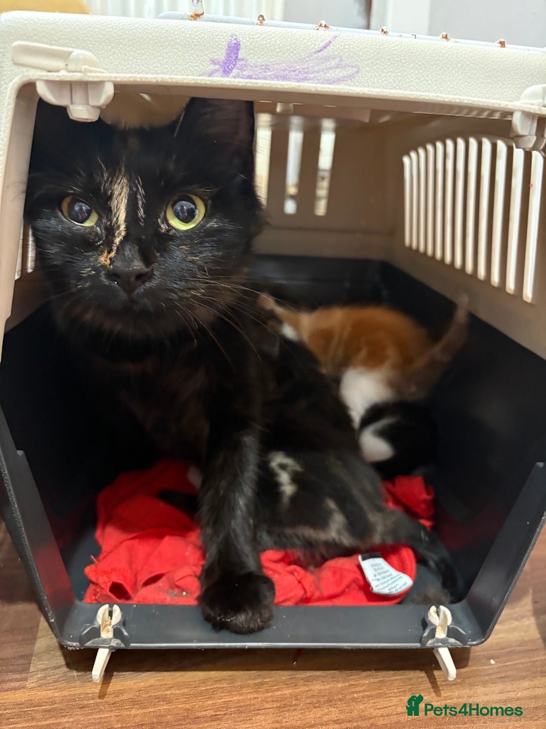 British Shorthair cats for sale: 5 beautiful kittens  - Image 3