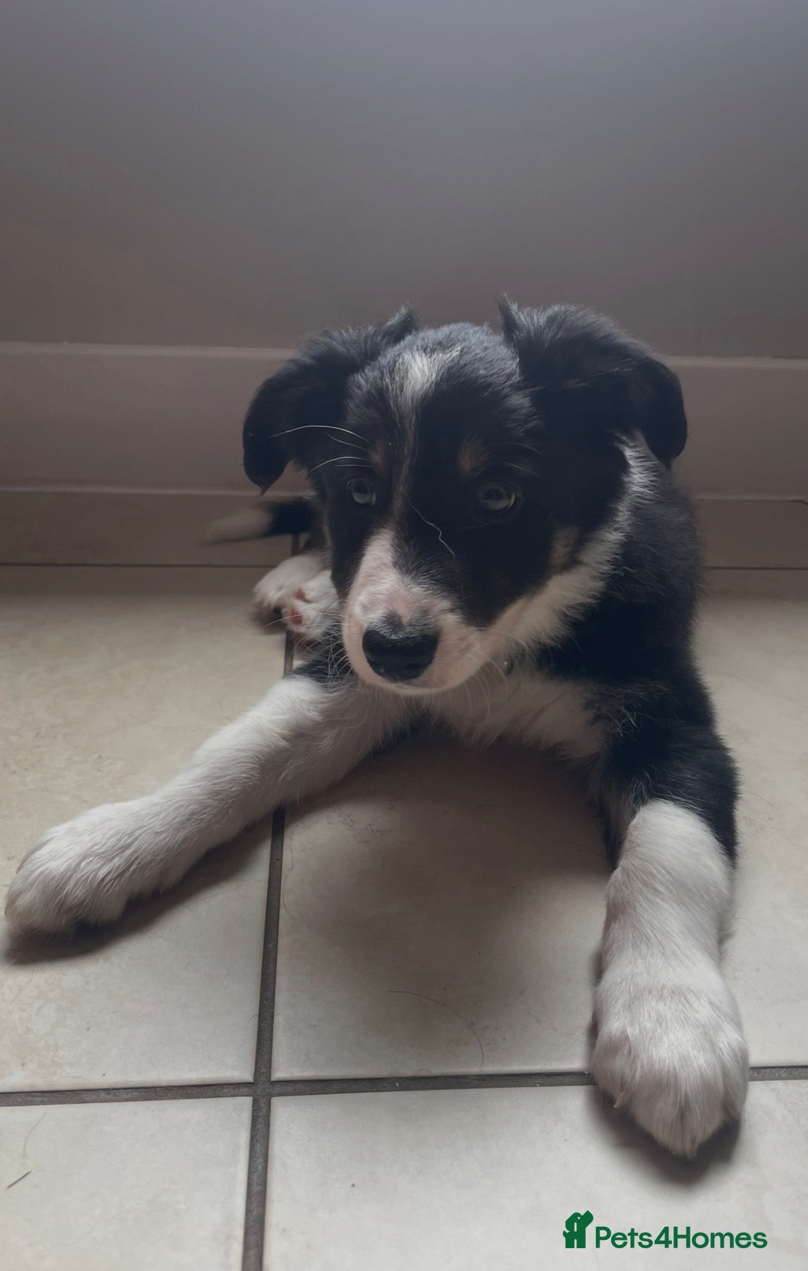 Australian Shepherd dogs Australian Shepherd Dogs  - Advert 2