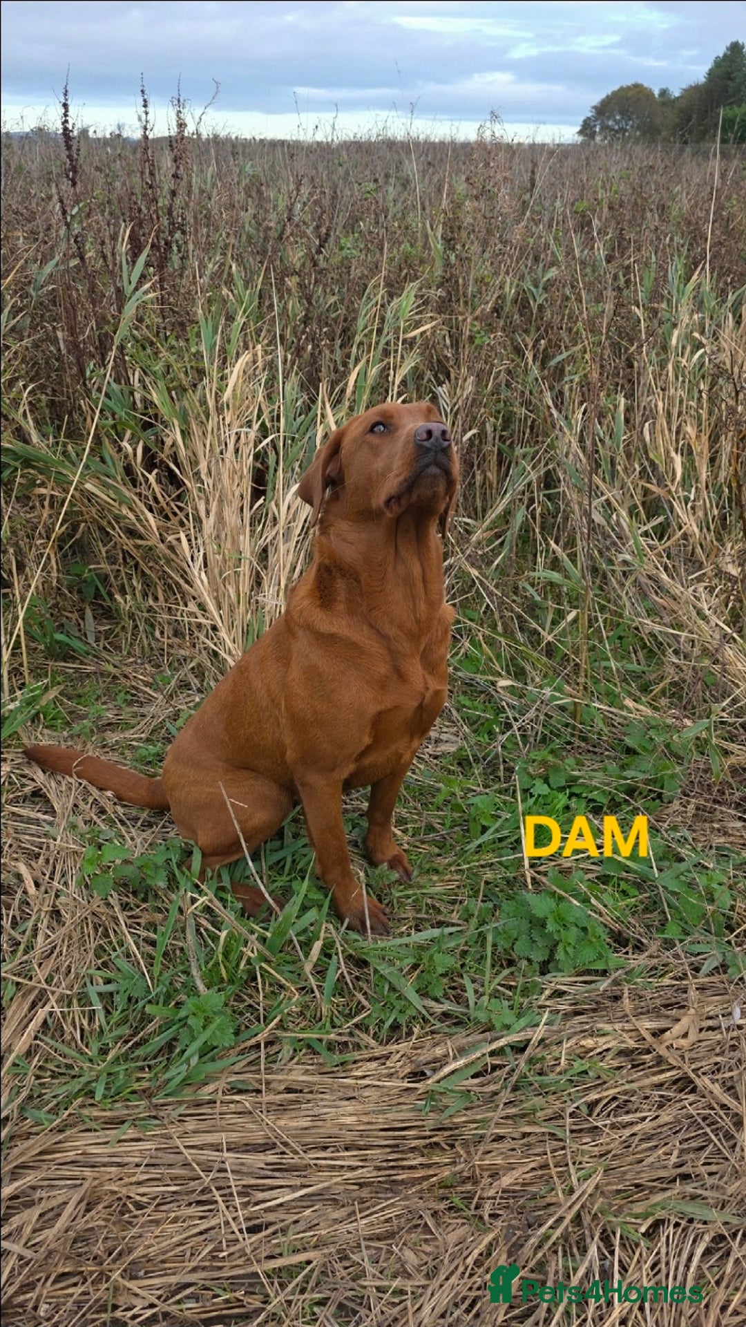Labrador Retriever dogs for sale: Very Dark Fox Red Labrador Puppies *Health Tested* - Advert 3