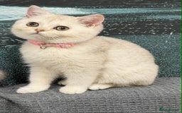 British Shorthair cats for sale: Stunning BSH golden/silver Kittens TICA - Advert 23