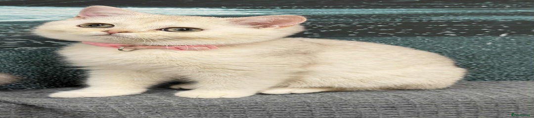 🩷British Shorthair Kitten 4🩷