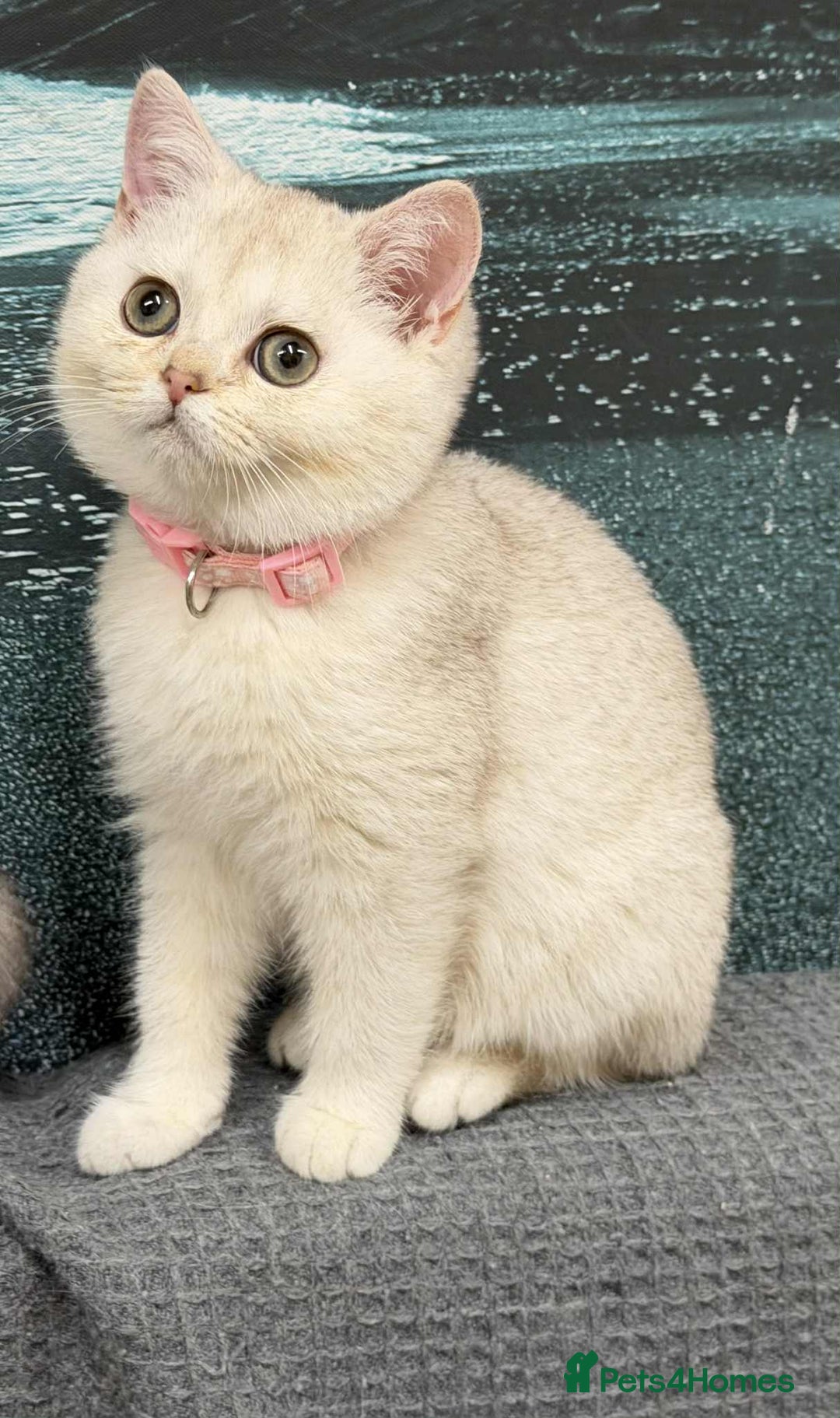 British Shorthair cats for sale: Stunning BSH golden/silver Kittens TICA - Advert 23