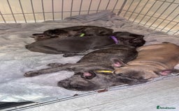 French Bulldog dogs for sale: Fench bulldog - Image 2