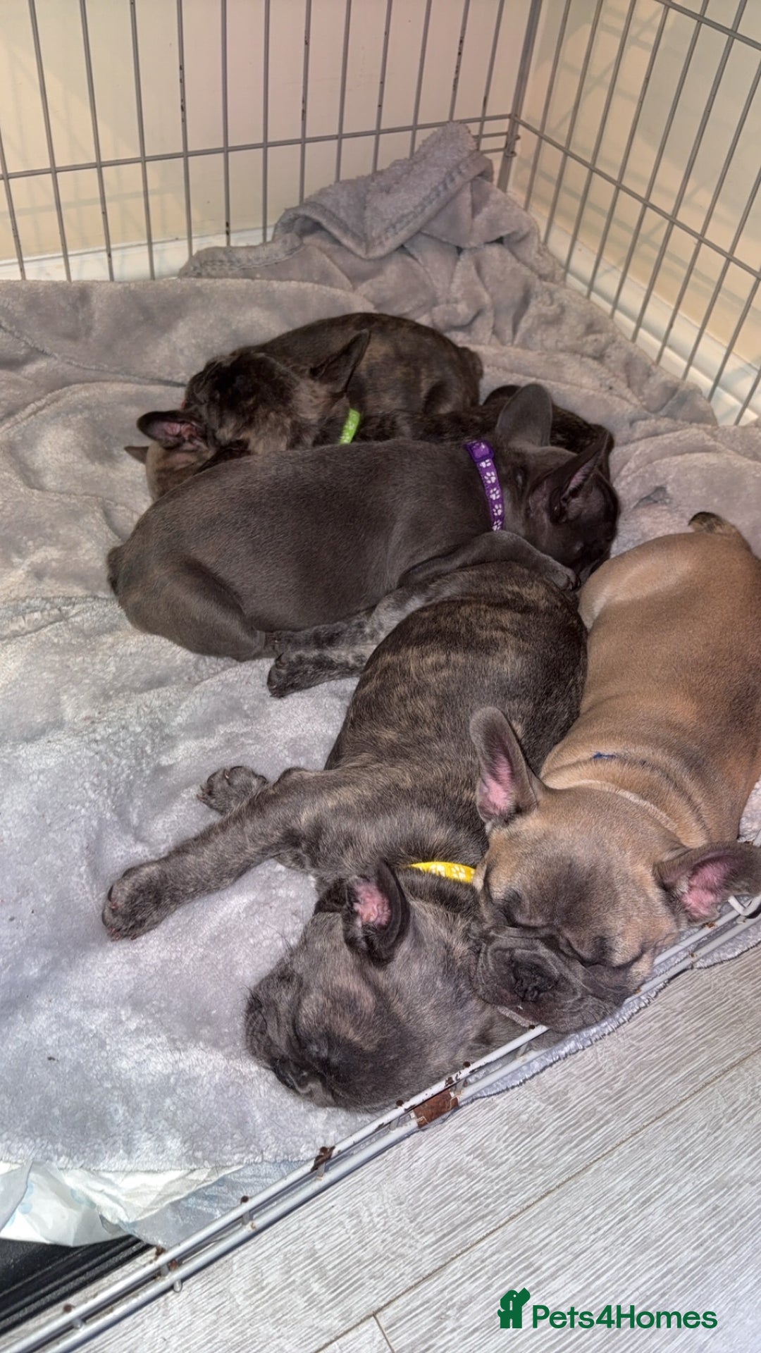 French Bulldog dogs for sale: Fench bulldog - Image 2