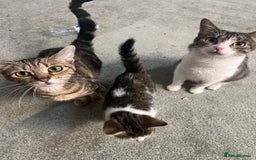 British Shorthair cats for sale: Wonderful cat family looking for a new home! 🐱 - Image 1