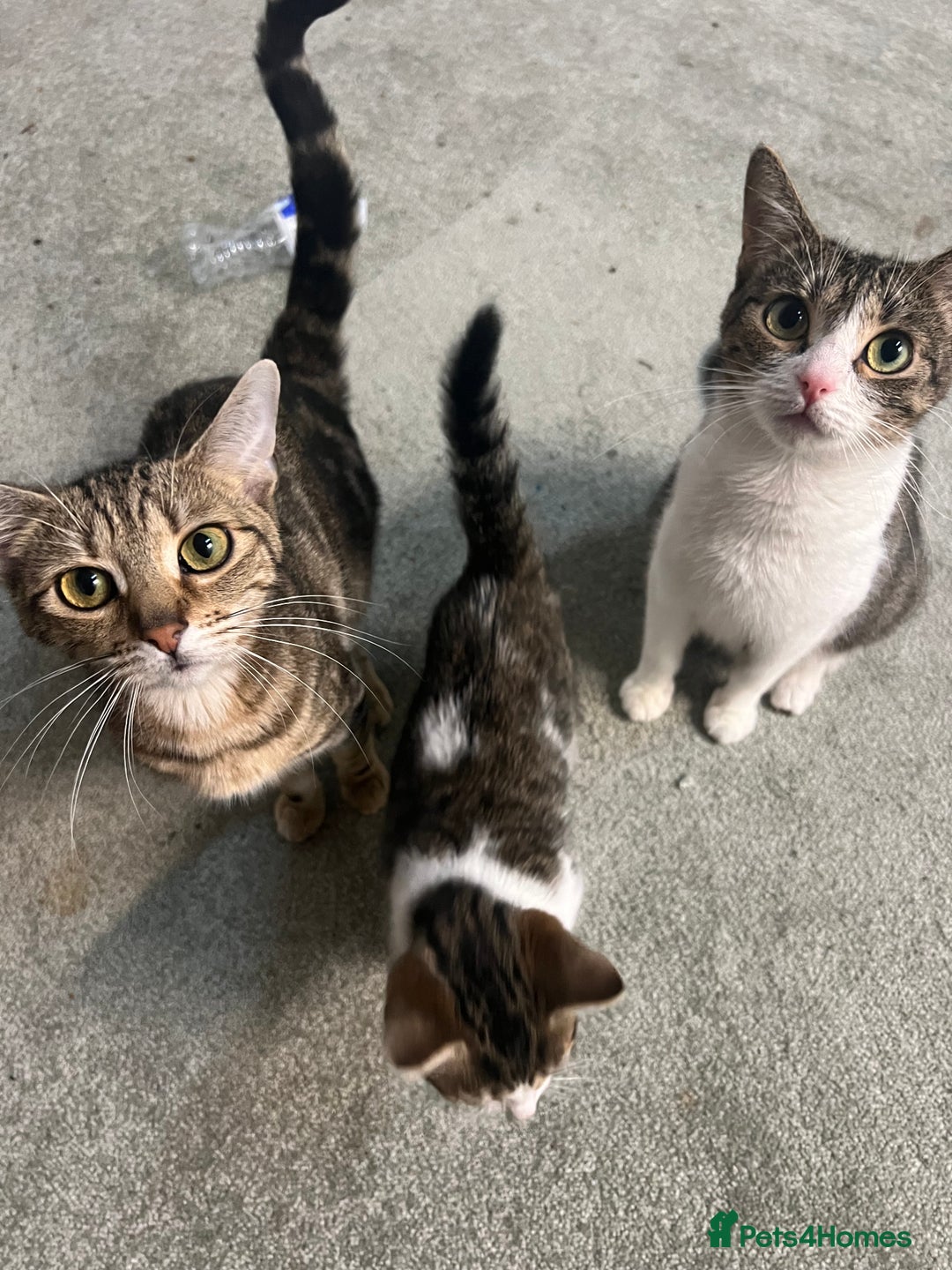 British Shorthair cats for sale: Wonderful cat family looking for a new home! 🐱 - Image 1