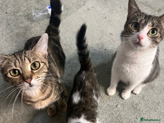 British Shorthair cats - Advert 9