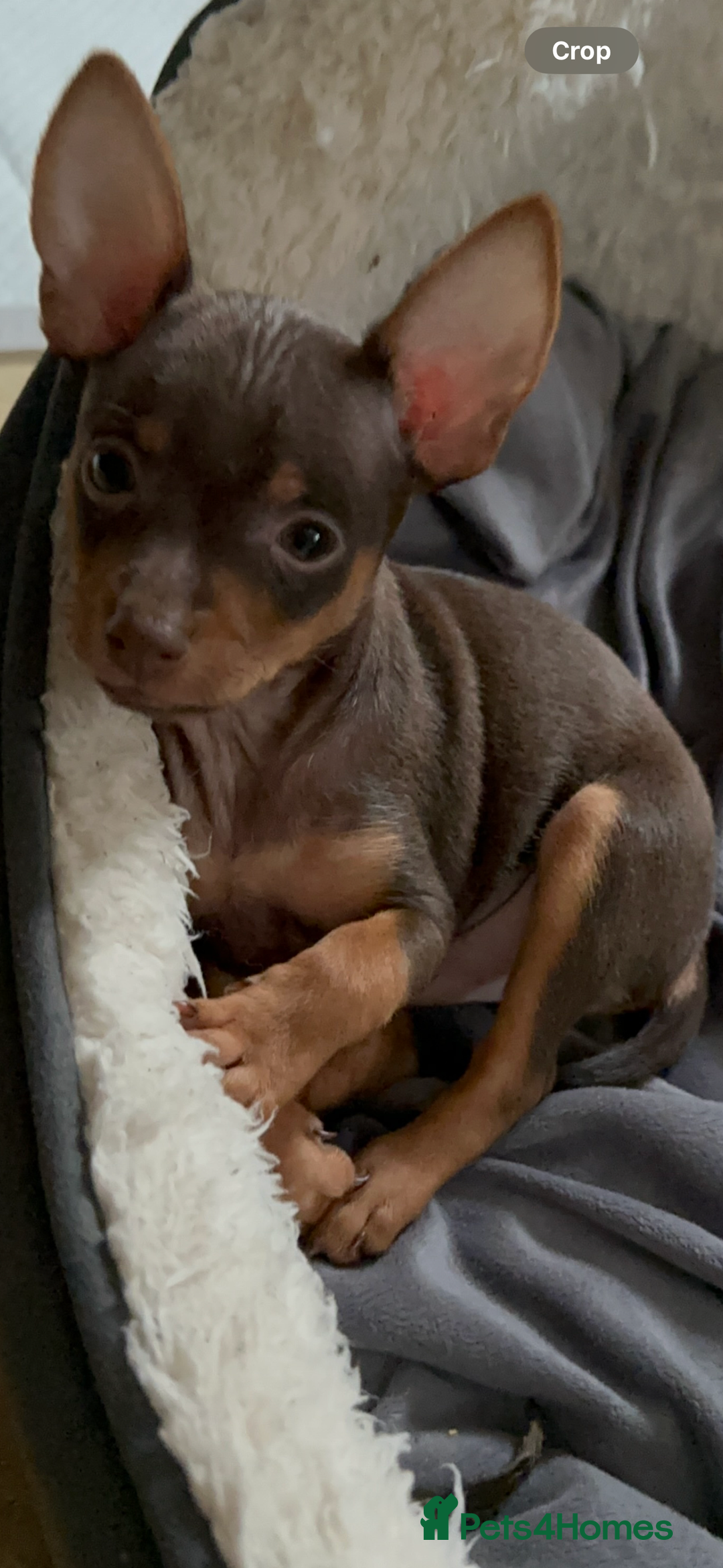 Russian Toy Terrier dogs for sale: For sale KC puppies - Image 19