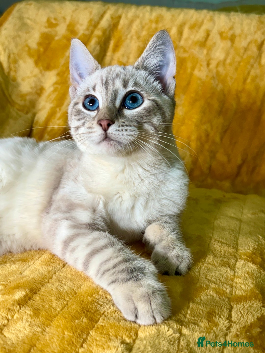Bengal cats for sale: Breathtaking rare polydactyl snow leopard  - Advert 23