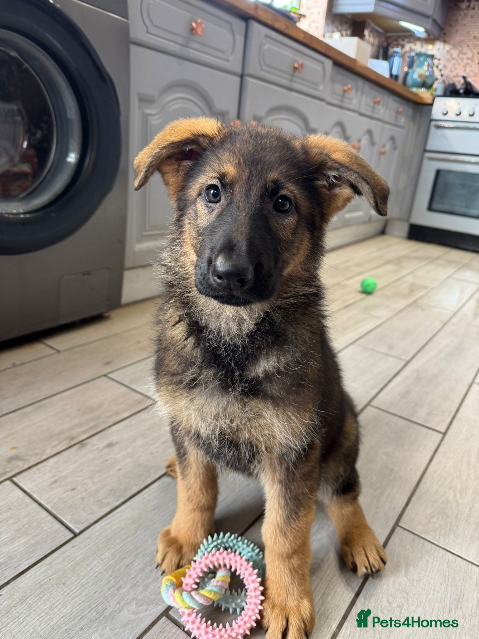 German Shepherd dogs ✨Extensively Health Tested KC Registered pups ✨ - Advert 14