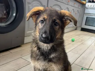 German Shepherd dogs ✨Extensively Health Tested KC Registered pups ✨ - Advert 14