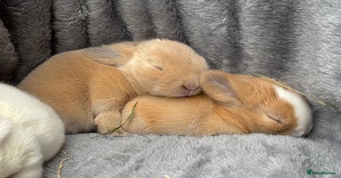 Mini Lop rabbits - Advert 16