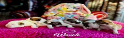 English Bulldog dogs for sale: STUNNING LITTER OF 6 BULLDOGS - Advert 1