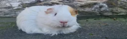 Guinea Pig rodents for sale: Sheltie female guinea pigs - Advert 2