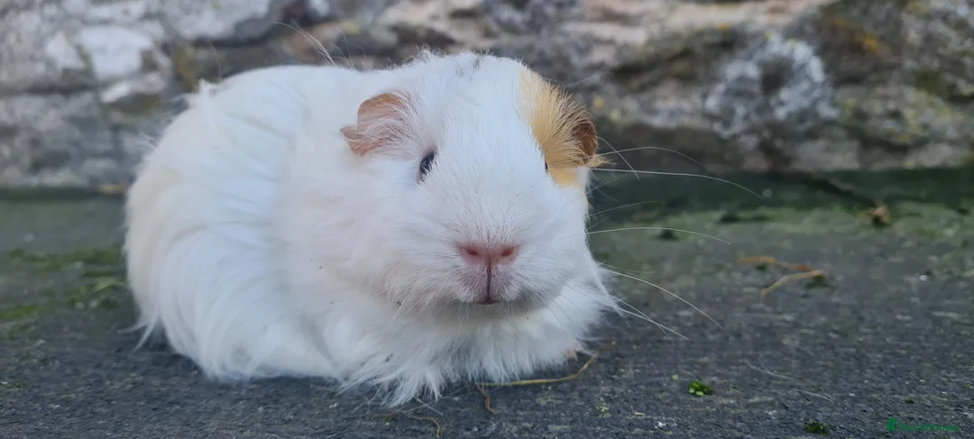 Guinea Pig rodents for sale: Sheltie female guinea pigs - Advert 2
