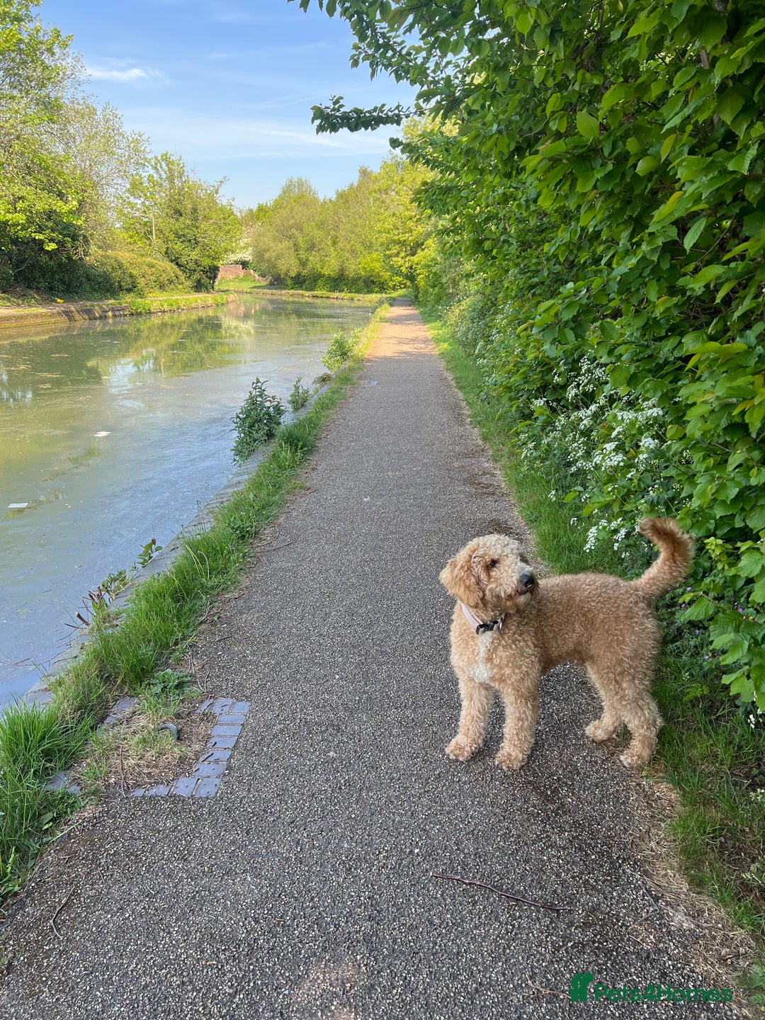 Labradoodle dogs for sale: 2 year old labradoodle dog for sale  - Advert 6