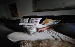 Mixed Breed cats for sale: Chinchilla Persian cross kittens  - Image 14