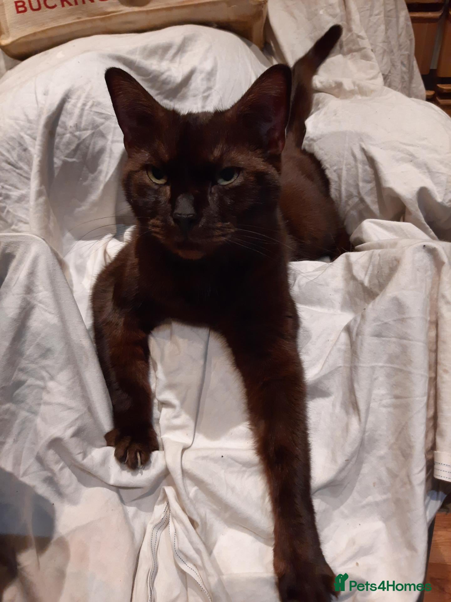 Ragdoll cats Ragdoll x Burmese Female - Advert 10