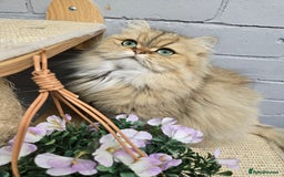 Persian cats for sale: 🪙 😺Golden Persian Chinichila Girl Left  - Image 2