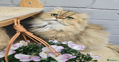 Persian cats - Advert 1