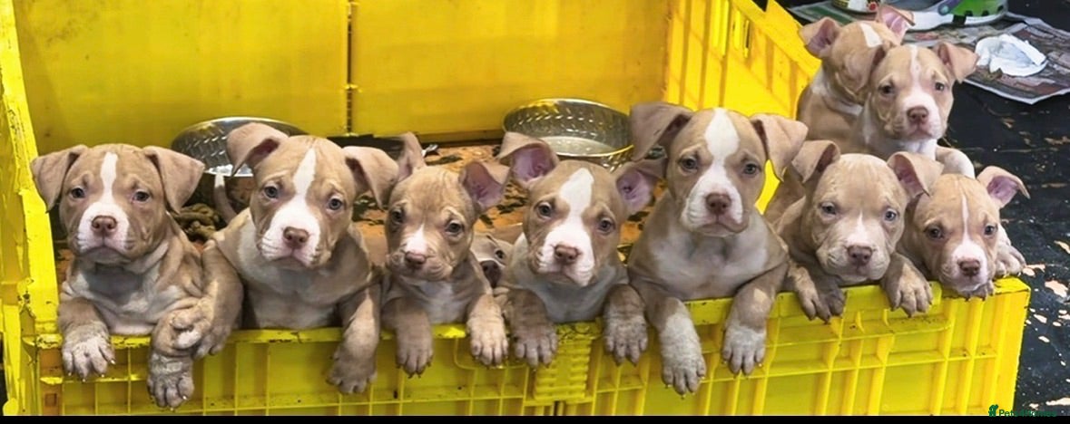 American Bully dogs American  bully puppies - Advert 8