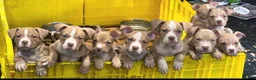 American Bully dogs for sale: American  bully puppies - Advert 15