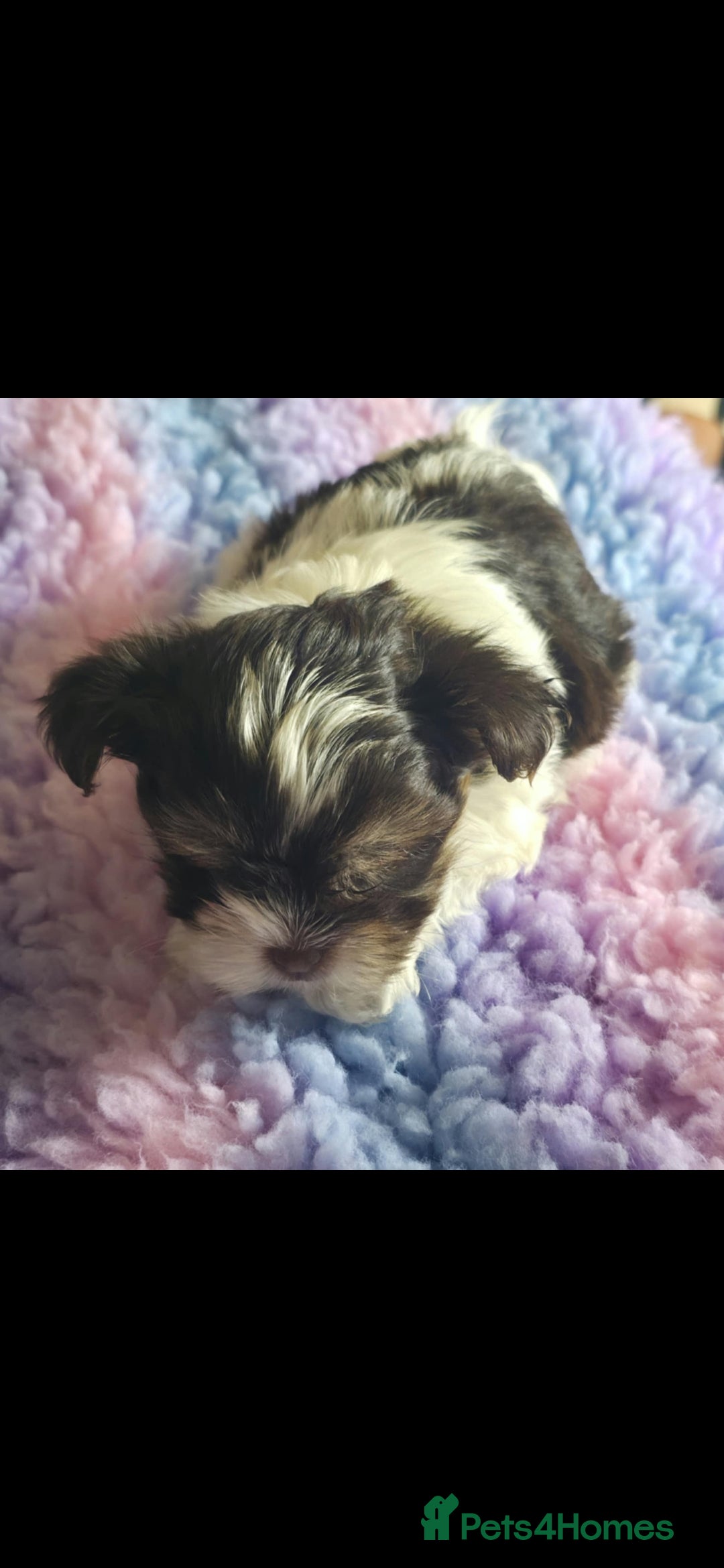 Biewer Terrier dogs for sale: Yorkshire  Biewer biro terrier puppies  - Image 5