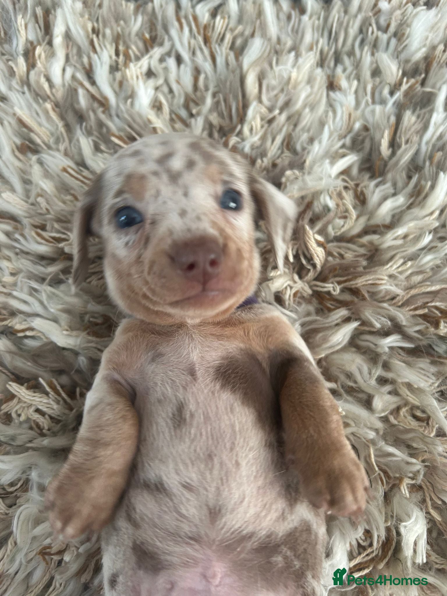 Miniature Dachshund dogs Stunning miniature dachshund puppies 5 LEFT - Advert 1