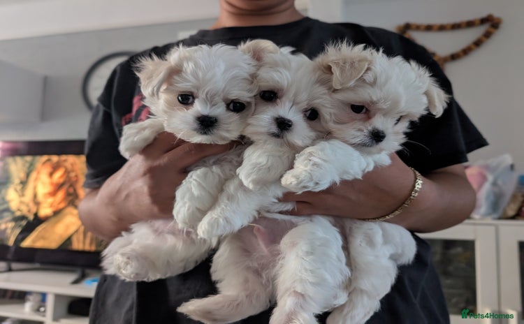 Maltese dogs - Advert 2