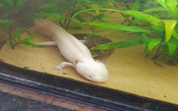Gecko reptiles for sale: Geckos Fish Frogs full setups - Image 35