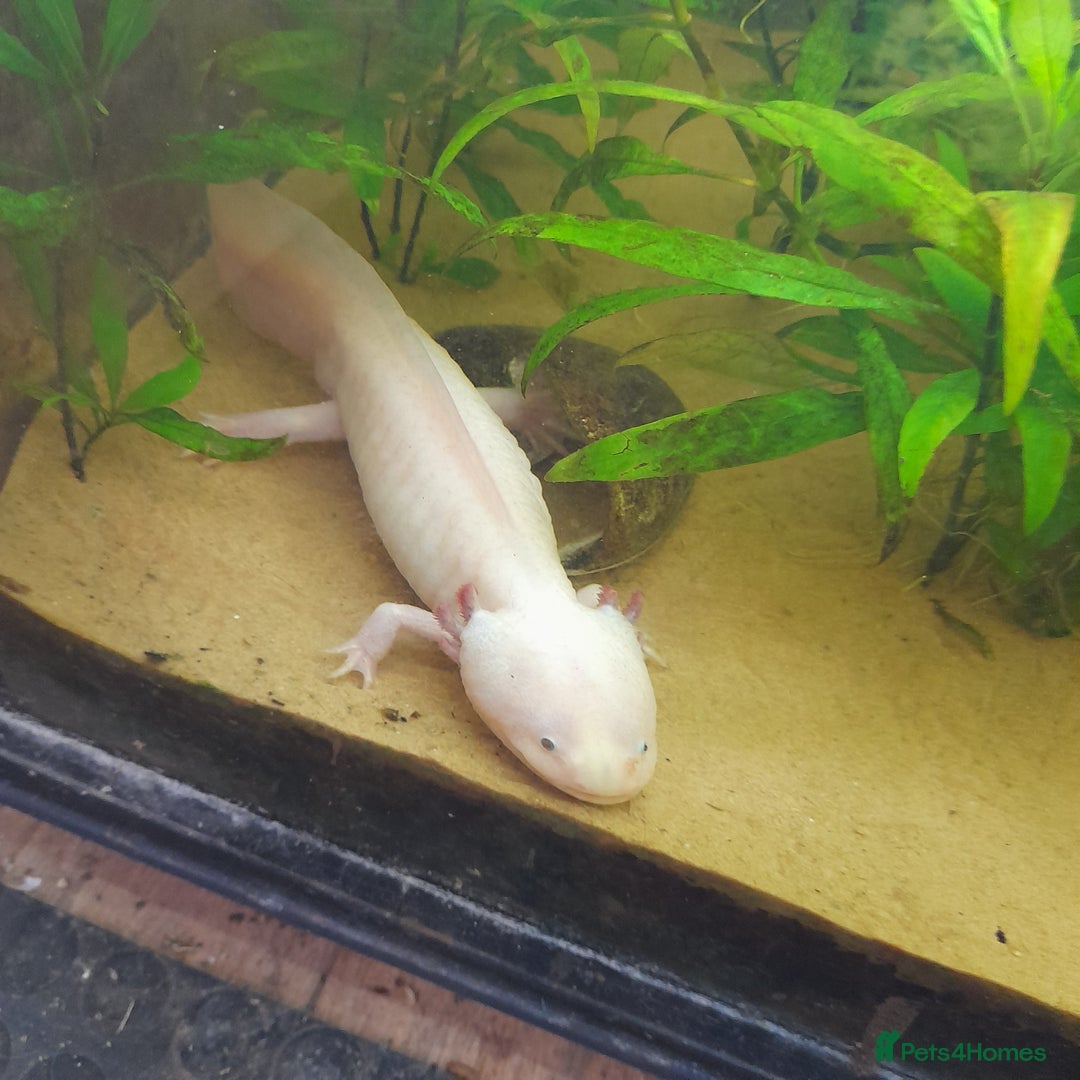 Gecko reptiles for sale: Geckos Fish Frogs full setups - Image 35