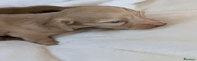 Miniature Dachshund 2