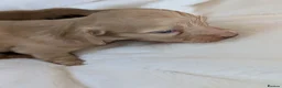 Miniature Dachshund dogs for sale: Beautiful boys - Advert 20