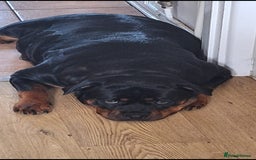 Rottweiler dogs for sale: Kc rottweiler puppies  - Image 19