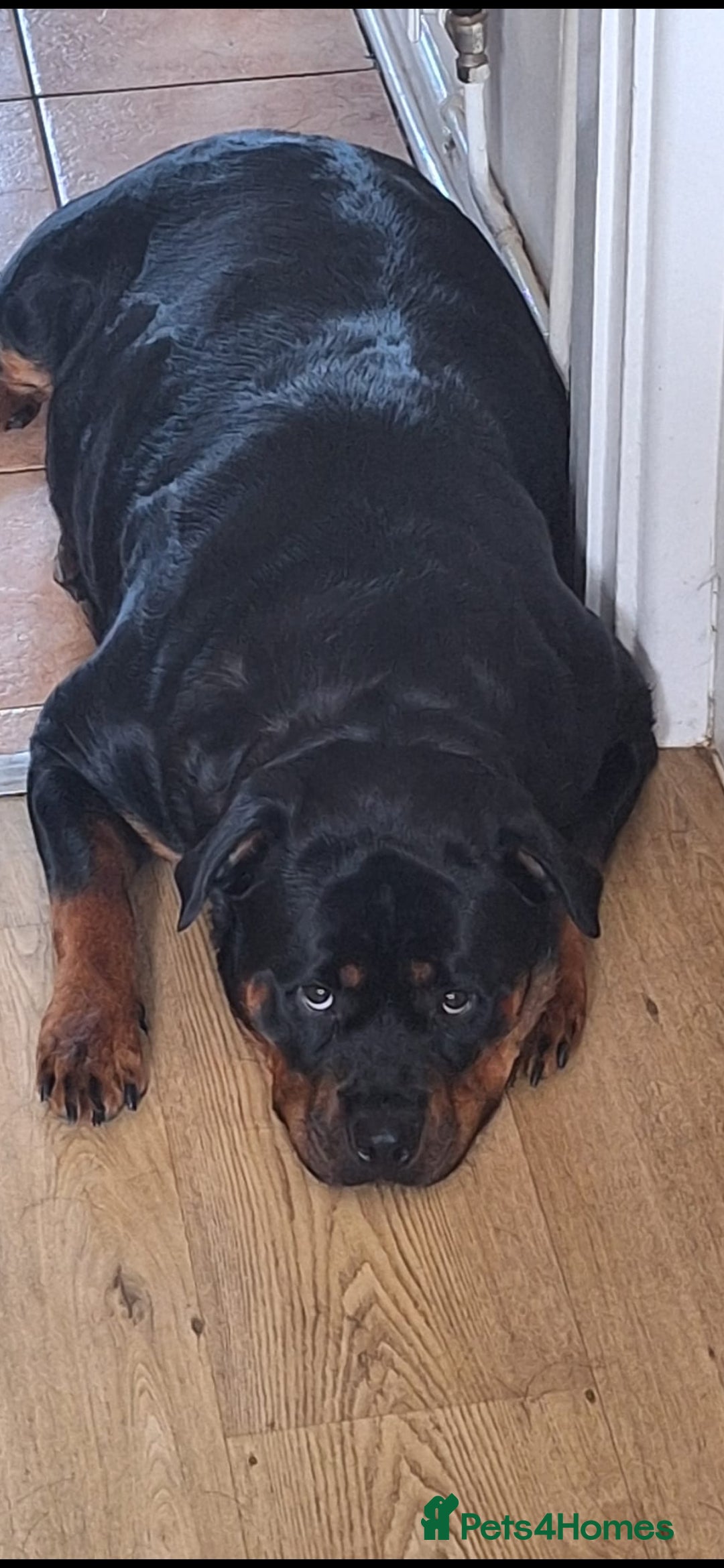 Rottweiler dogs for sale: Kc rottweiler puppies  - Image 19