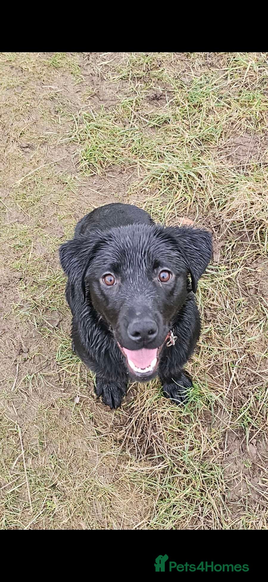 Labrador Retriever dogs Black labrador  - Advert 1