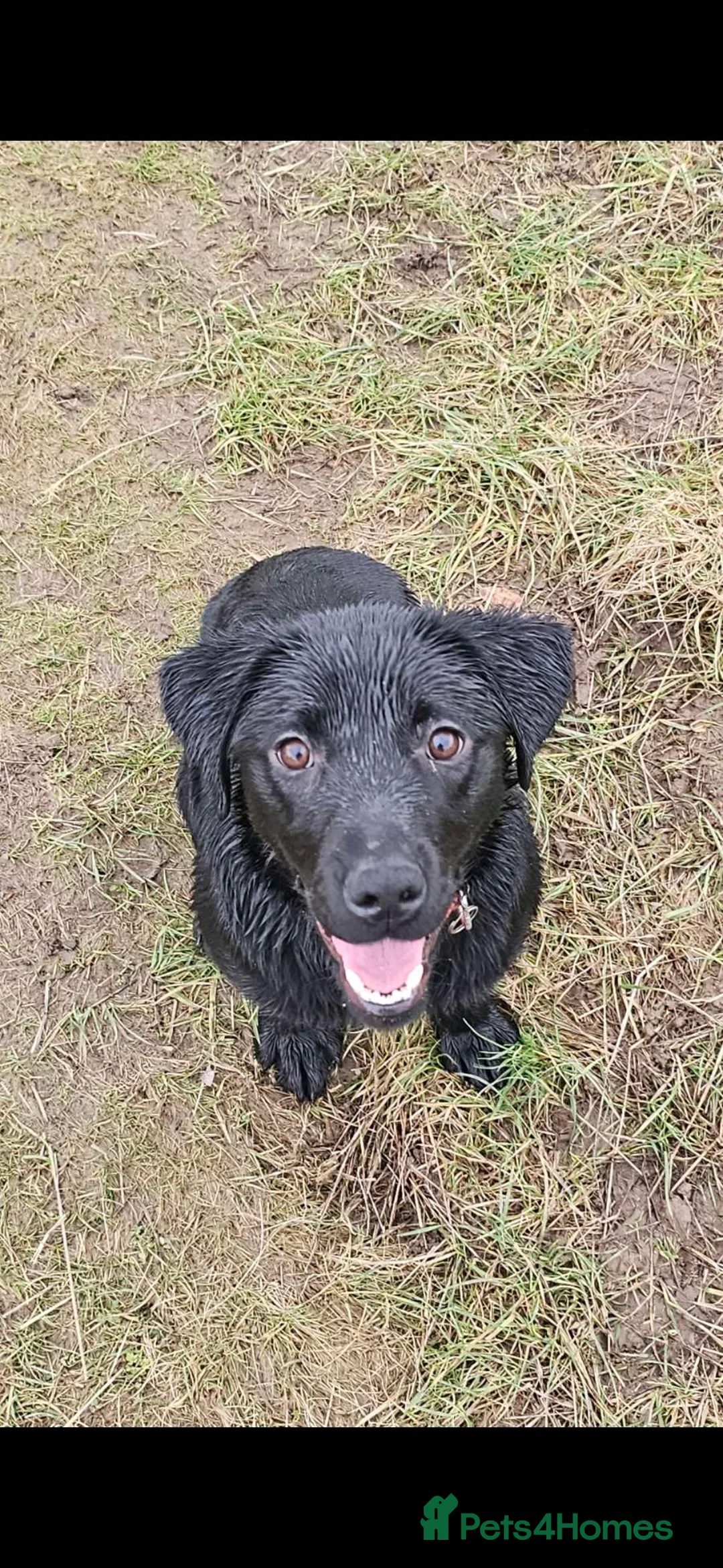 Labrador Retriever dogs for sale: Black labrador  - Advert 1