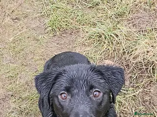 Labrador Retriever dogs Black labrador - Advert 4
