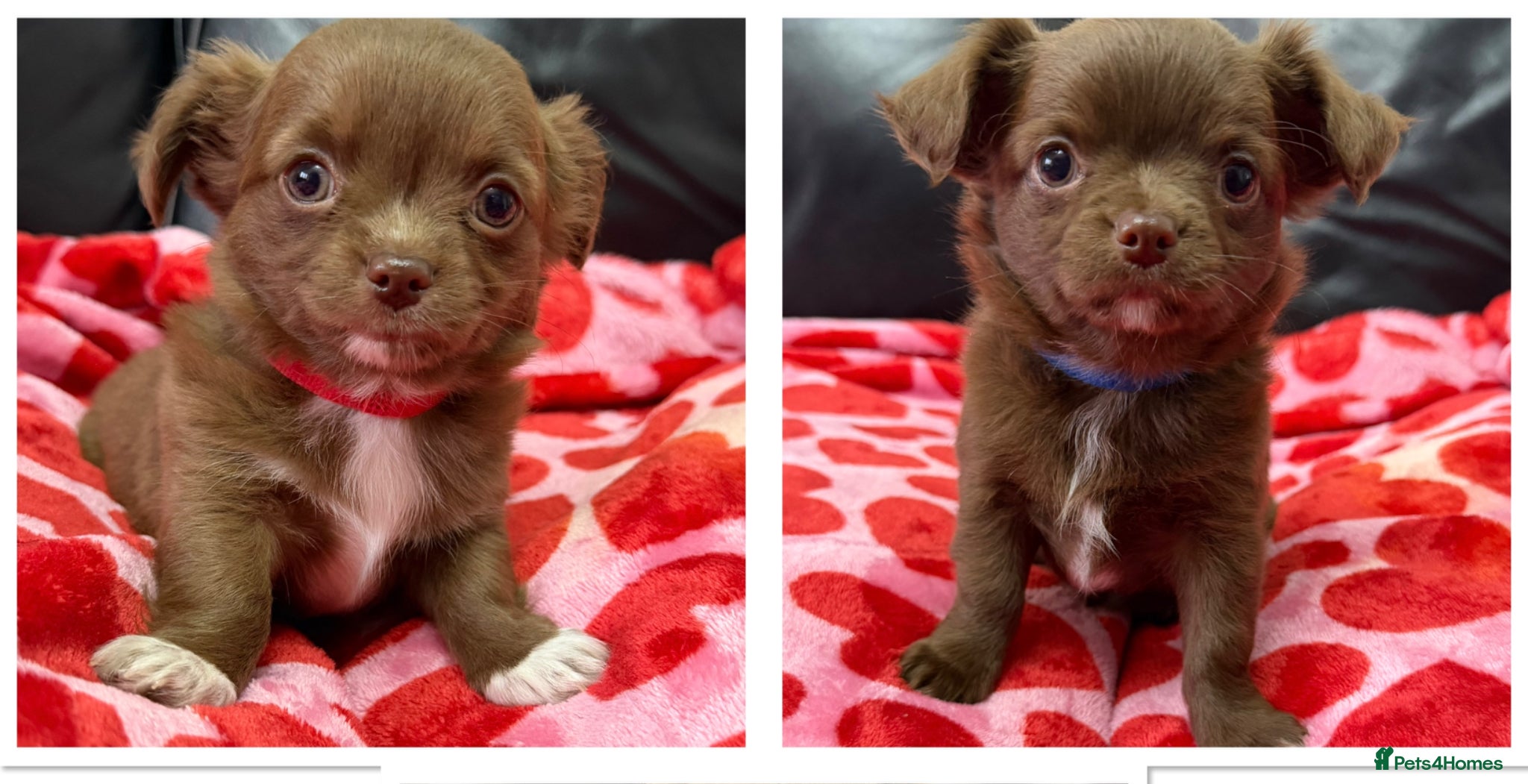 Chihuahua dogs 2 Beautiful Male Long Coat Chihuahua Puppies Left - Advert 4