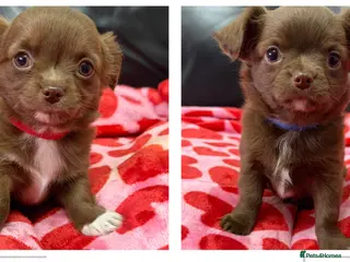 Chihuahua dogs 2 Beautiful Male Long Coat Chihuahua Puppies Left - Advert 4