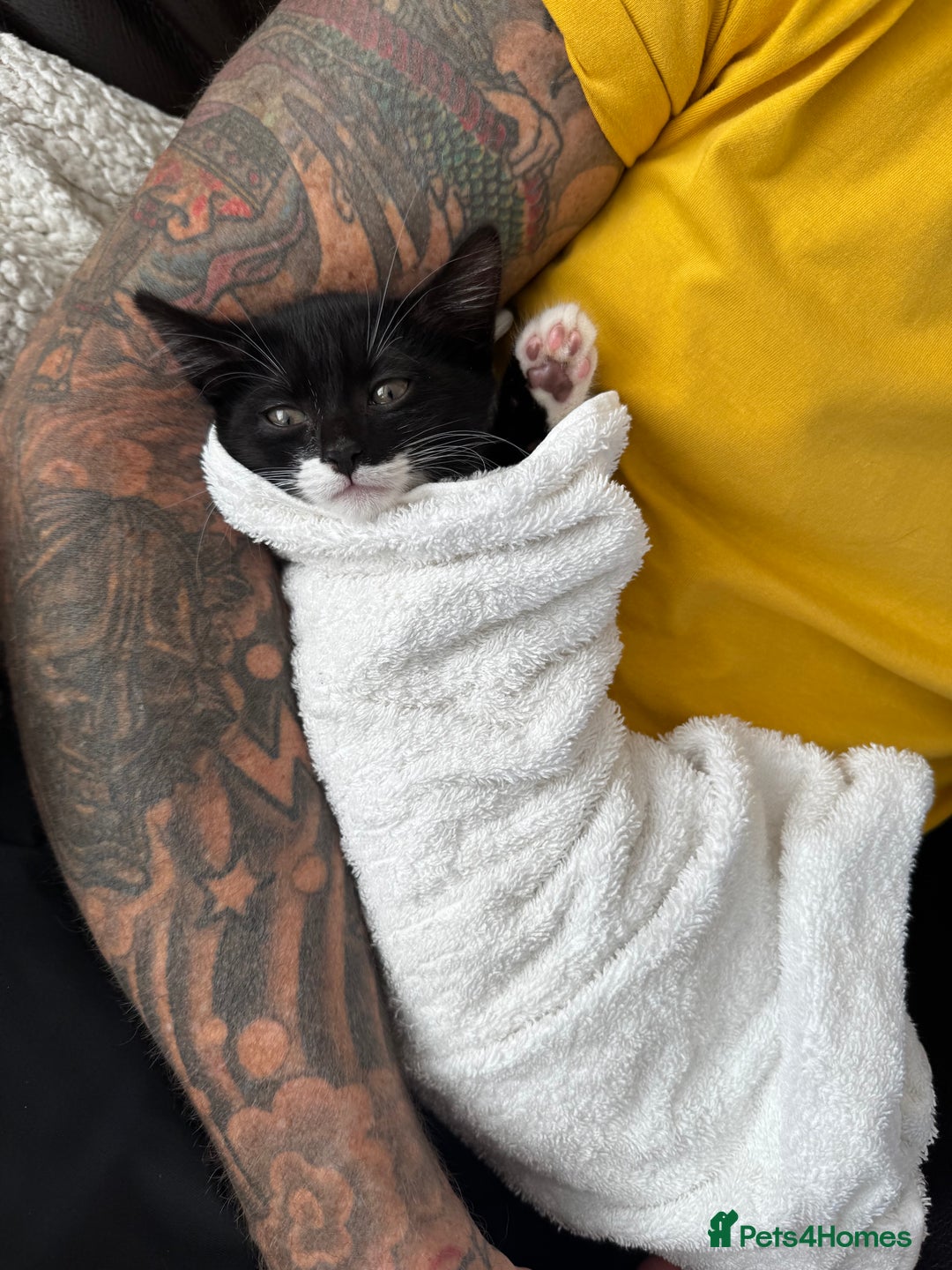 Domestic Shorthair cats for sale: Tuxedo female kittens - Image 4
