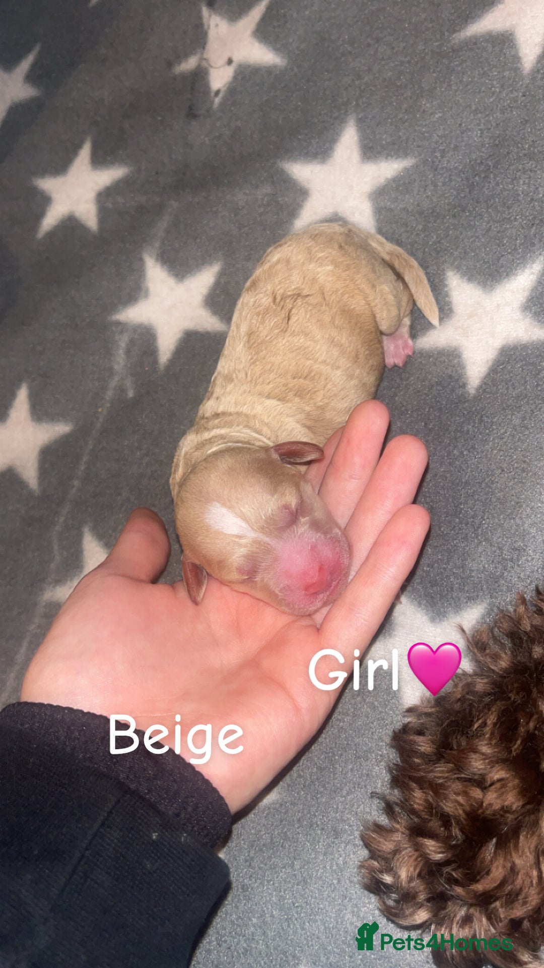 Cockapoo dogs for sale: Cockapoo puppies  - Image 1